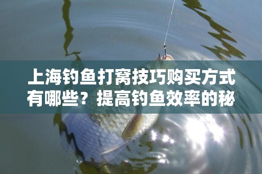 上海钓鱼打窝技巧购买方式有哪些？提高钓鱼效率的秘诀
