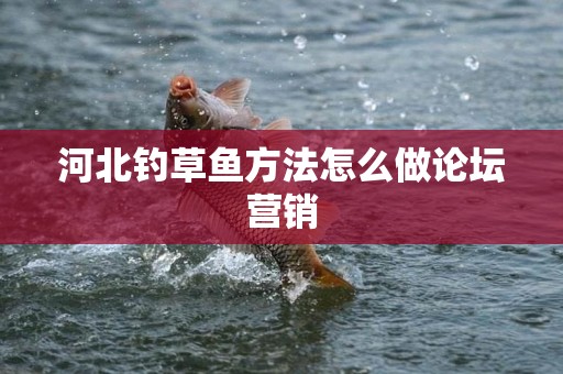 河北钓草鱼方法怎么做论坛营销