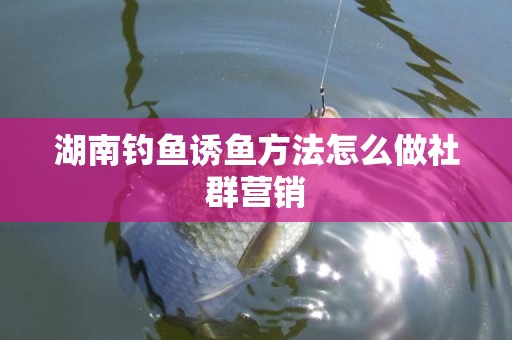 湖南钓鱼诱鱼方法怎么做社群营销